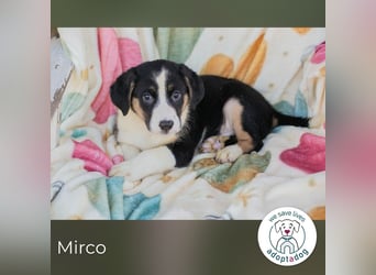 Mirco sucht ein Zuhause