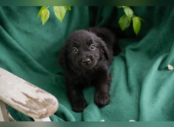 Chip 254222 sucht ein Zuhause