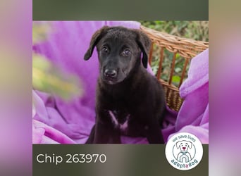 Chip 263970 sucht ein Zuhause