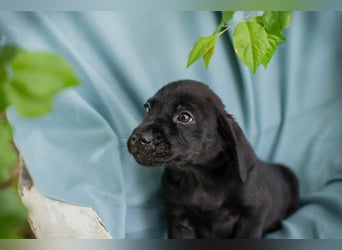 Chip 257699 sucht ein Zuhause