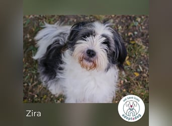 Zira sucht ein Zuhause