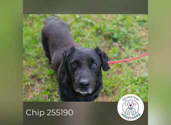 Chip 255190 sucht ein Zuhause