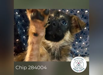 Chip 284004 sucht ein Zuhause