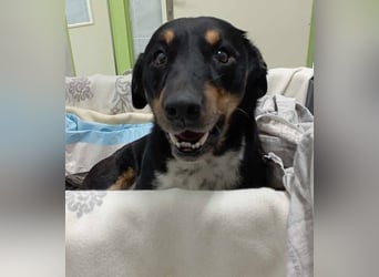 Sidney: Ein Wunder auf vier Pfoten
