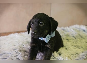 Baghira sucht ein Zuhause