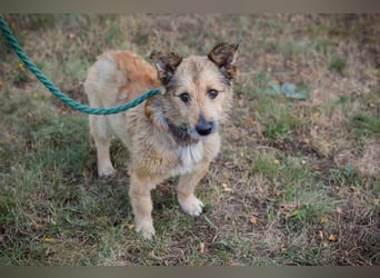 Chip 269113 sucht ein Zuhause