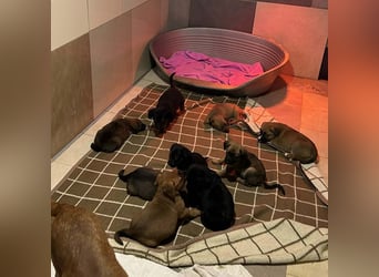 Milo sucht ein Zuhause