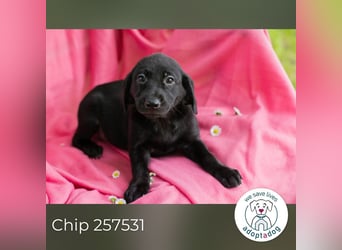 Chip 257531 sucht ein Zuhause