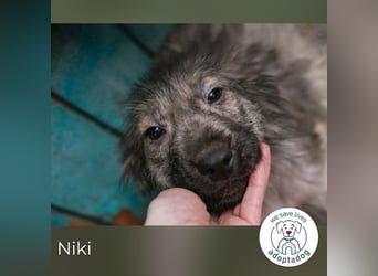 Niki sucht ein Zuhause
