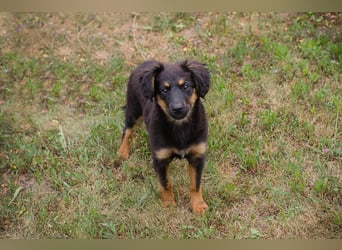 Ronja sucht ein Zuhause