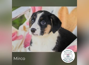 Mirco sucht ein Zuhause