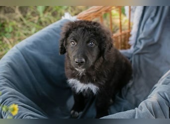 Chip 263454 sucht ein Zuhause