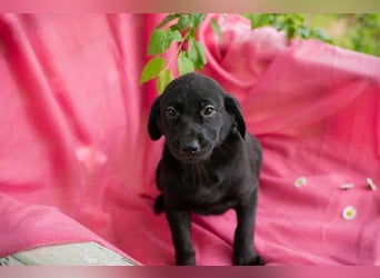 Chip 257531 sucht ein Zuhause