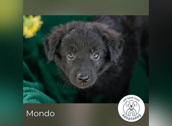 Mondo sucht ein Zuhause
