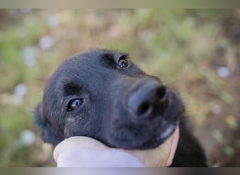 Savannah sucht ein Zuhause