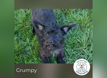 Grumpy sucht ein Zuhause