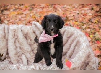 Chip 255497: Hundekind sucht ein Zuhause