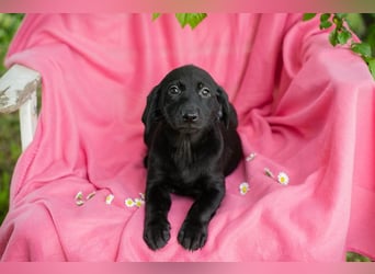 Chip 257531 sucht ein Zuhause