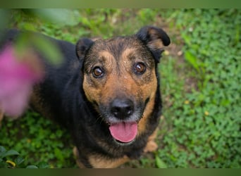 Chip 291029 sucht ein Zuhause