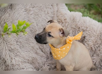 Chip 272005 sucht ein Zuhause