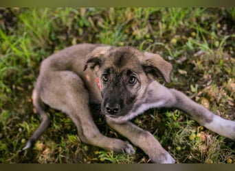 Chip 284062 sucht ein Zuhause