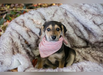 Funny: Hundekind sucht ein Zuhause