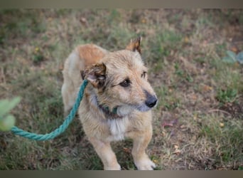 Chip 269113 sucht ein Zuhause