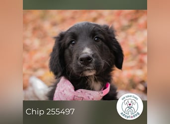 Chip 255497: Hundekind sucht ein Zuhause