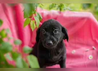 Chip 257531 sucht ein Zuhause
