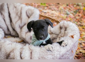 Milo II: Hundekind sucht ein Zuhause