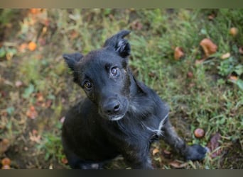 Savannah sucht ein Zuhause