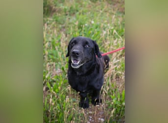 Chip 255190 sucht ein Zuhause