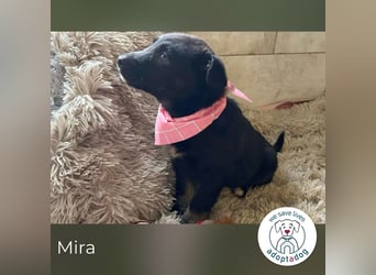 Mira: Süßes Welpenmädchen