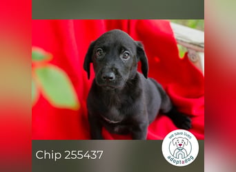 Chip 255437 sucht ein Zuhause