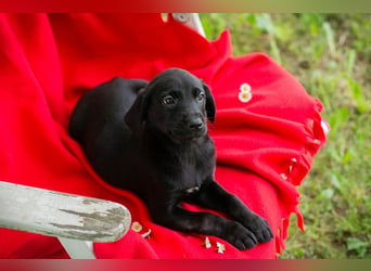 Chip 255437 sucht ein Zuhause