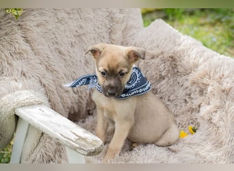 Jamie sucht ein Zuhause