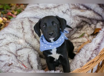 Chip 256873: Hundekind sucht ein Zuhause