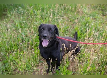 Chip 255190 sucht ein Zuhause