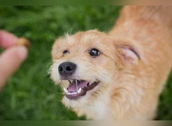 Chip 274819 sucht ein Zuhause