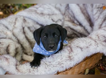 Chip 256873: Hundekind sucht ein Zuhause