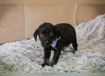 Baghira sucht ein Zuhause