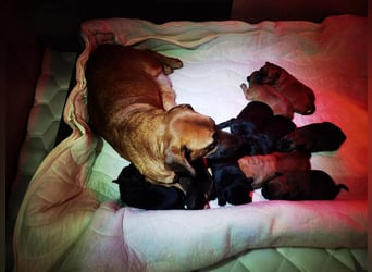 Dinero sucht ein Zuhause