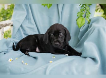 Chip 257699 sucht ein Zuhause