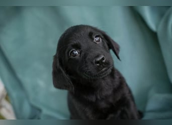 Chip 255286 sucht ein Zuhause