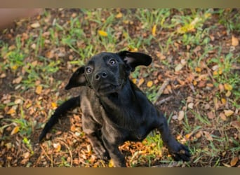Merle: Sanftes Welpenmädchen sucht Familie