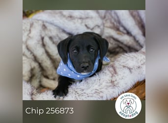 Chip 256873: Hundekind sucht ein Zuhause