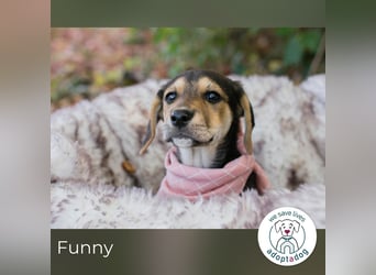 Funny: Hundekind sucht ein Zuhause