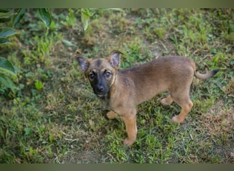 Chip 268914 sucht ein Zuhause