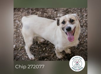 Chip 272077 sucht ein Zuhause