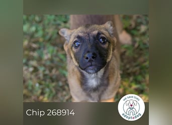 Chip 268914 sucht ein Zuhause